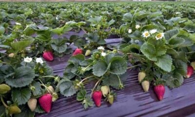 İŞKUR KÖYLERDE KURS AÇACAK