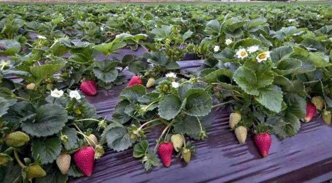 İŞKUR KÖYLERDE KURS AÇACAK