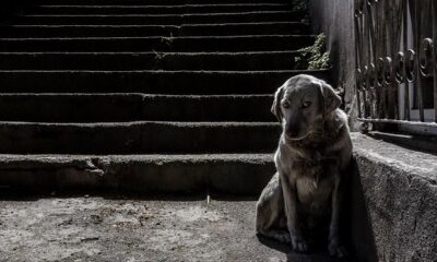 ÇORUMLU FOTOĞRAF SANATÇISINA ÖDÜL