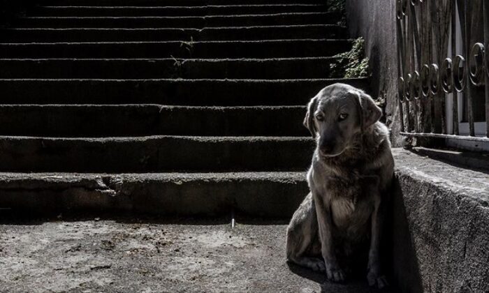 ÇORUMLU FOTOĞRAF SANATÇISINA ÖDÜL