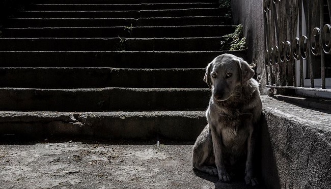 ÇORUMLU FOTOĞRAF SANATÇISINA ÖDÜL