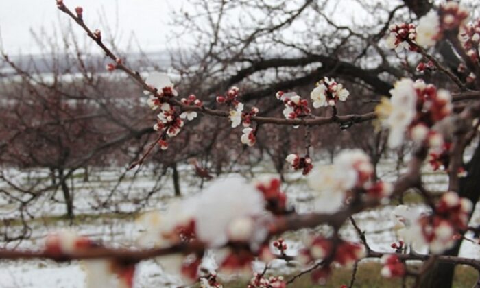 ÇORUM’A ZİRAİ DON UYARISI