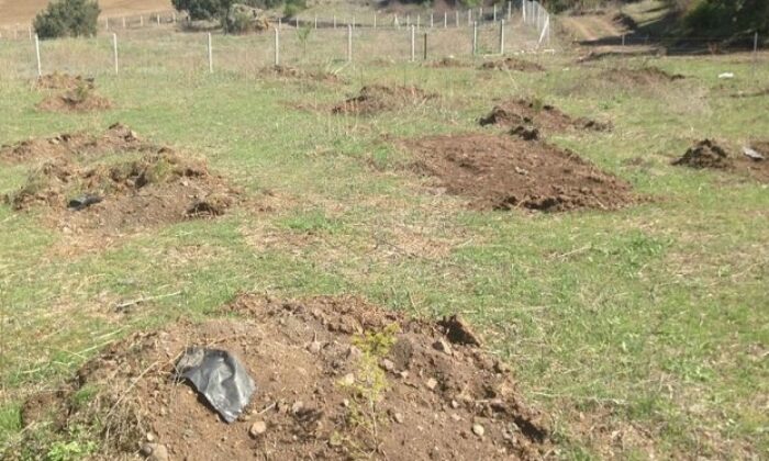 OSMANCIK’A BEREKET ORMANI