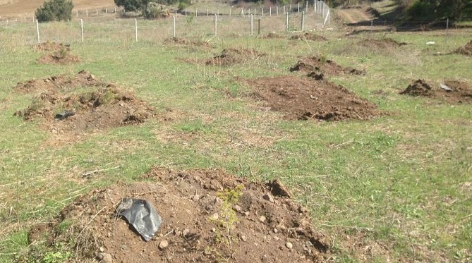 OSMANCIK’A BEREKET ORMANI