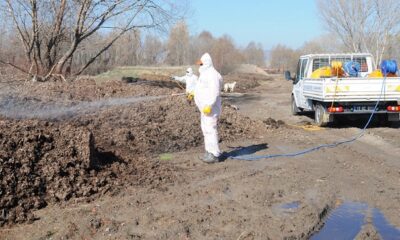 SİNEKLE MÜCADELE BAŞLADI