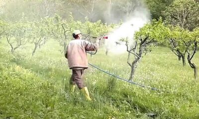 TARLASINI İLAÇLARKEN ZEHİRLENDİ