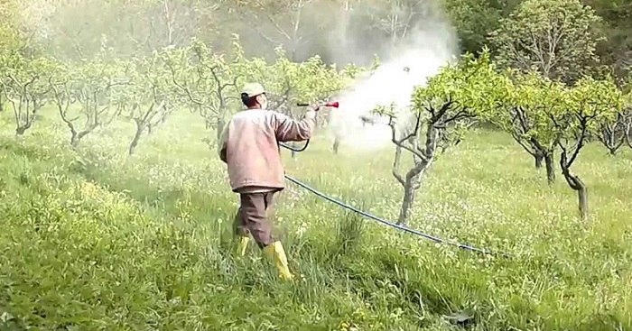 TARLASINI İLAÇLARKEN ZEHİRLENDİ