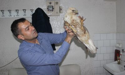 YAVRU KARTALA BERBER SAHİP ÇIKTI