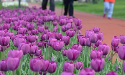 LALE FOTOĞRAF YARIŞMASI SONUÇLANDI