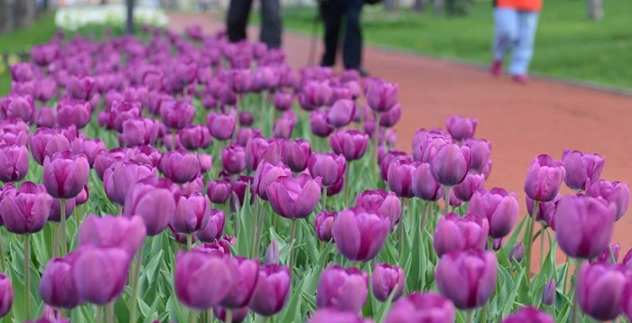 LALE FOTOĞRAF YARIŞMASI SONUÇLANDI