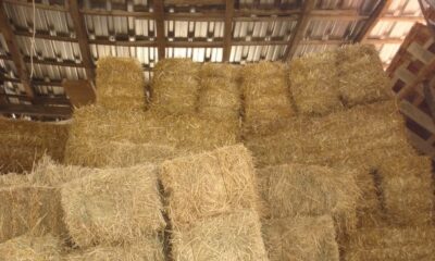 SAMAN BALYALARI ALTINDA CAN VERDİ