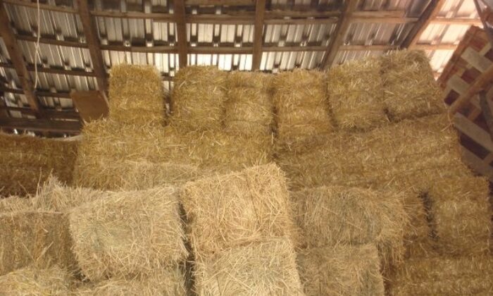 SAMAN BALYALARI ALTINDA CAN VERDİ