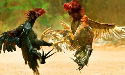 HOROZ DÖVÜŞÜNE POLİS BASKINI