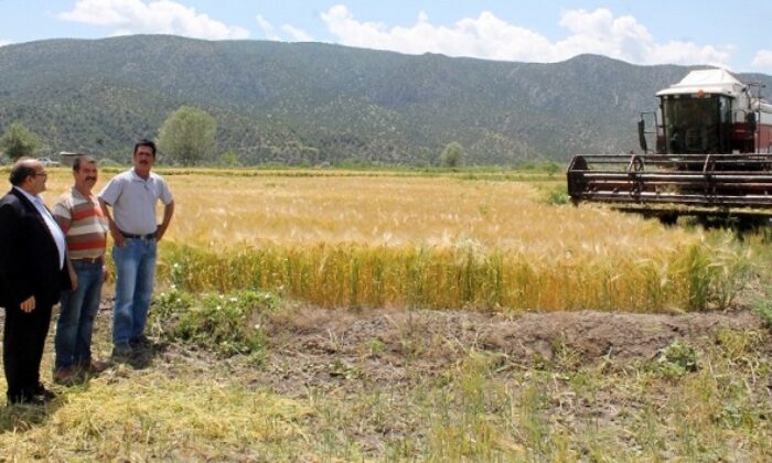 ÇELTİK TARLASINA ARPA EKTİLER