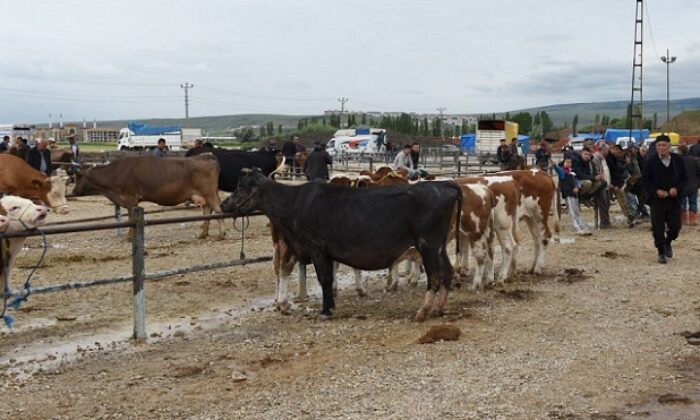 HAYVAN PAZARI GEÇİCİ YERİNE TAŞINDI