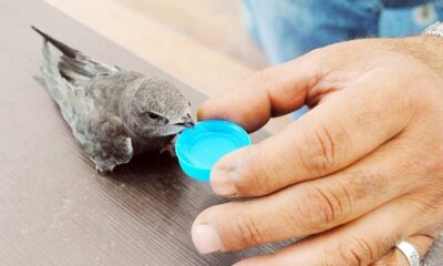 EBABİL KUŞU YAVRUSU BULUNDU