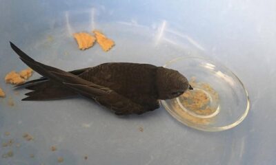 ÇORUM’DA EBABİL KUŞU BULUNDU