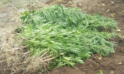 BAHÇESİNDE HİNT KENEVİRİ YETİŞTİRMİŞ