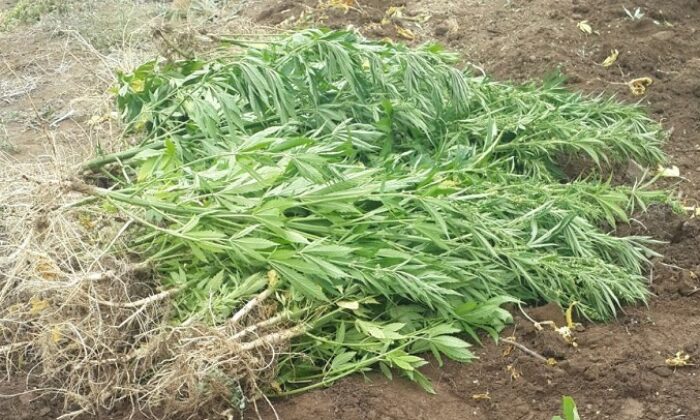 BAHÇESİNDE HİNT KENEVİRİ YETİŞTİRMİŞ