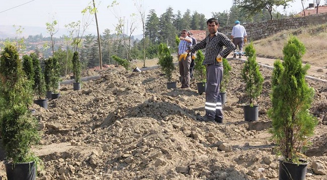 SUNGURLU BELEDİYESİ AĞAÇ DİKTİ
