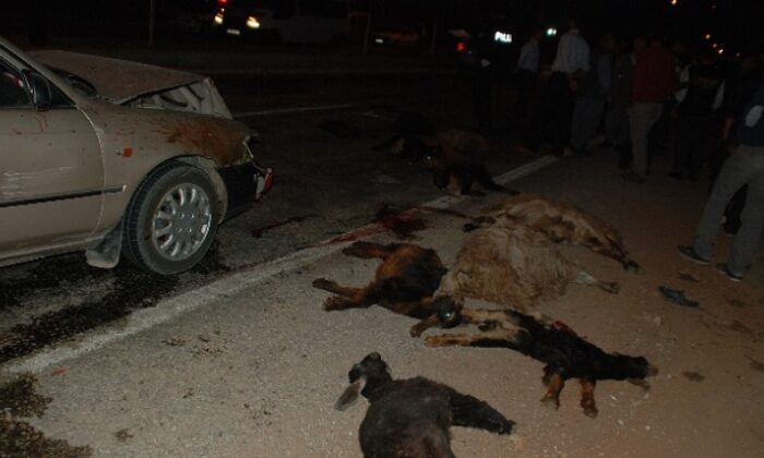 OTOMOBİL KOYUN SÜRÜSÜNE DALDI