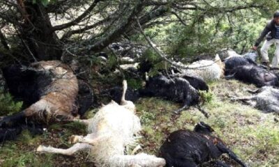 KOYUN SÜRÜSÜ ÜZERİNE YILDIRIM DÜŞTÜ