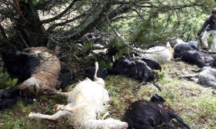 KOYUN SÜRÜSÜ ÜZERİNE YILDIRIM DÜŞTÜ