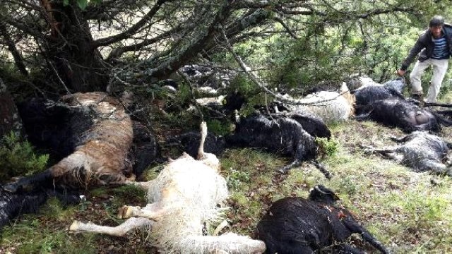 KOYUN SÜRÜSÜ ÜZERİNE YILDIRIM DÜŞTÜ