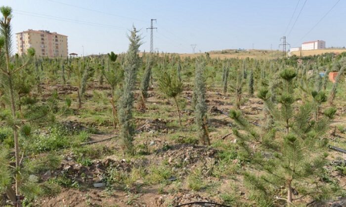 17 BİN 305 FİDAN TOPRAKLA BULUŞACAK