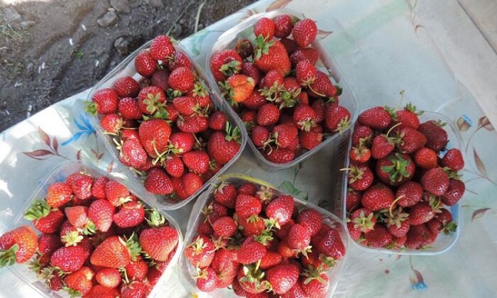 İSKİLİP’TE ORGANİK ÇİLEK ÜRETİMİ ARTIYOR