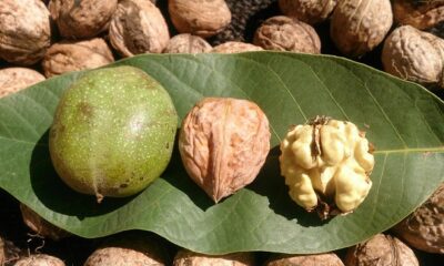 COĞRAFİ İŞARETLE TESCİLLENECEK