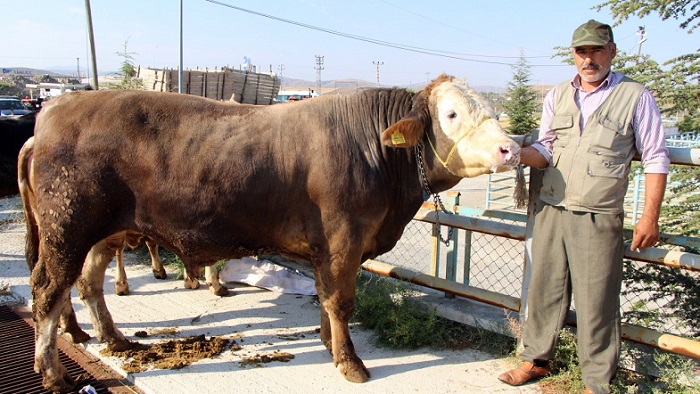 KURBANLIK HAYVANLAR GÖRÜCÜYE ÇIKTI