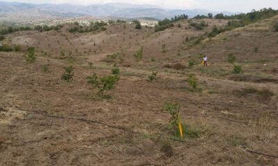 LAÇİN’DE CEVİZ ORMANI OLUŞTURULDU