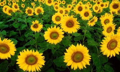 KARADENİZBİRLİK AYÇİÇEĞİ ALIMINA BAŞLADI