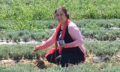 ÇORUM LAVANTA YETİŞTİRMEYE UYGUN