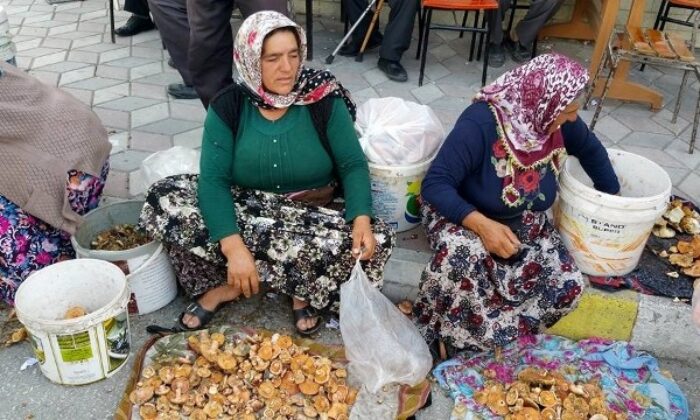 KARGI’DA MANTAR SEZONU AÇILDI