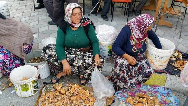 KARGI’DA MANTAR SEZONU AÇILDI