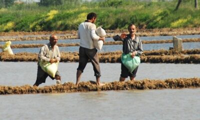 ÇELTİK ÜRETİCİLERİ ENDİŞELİ