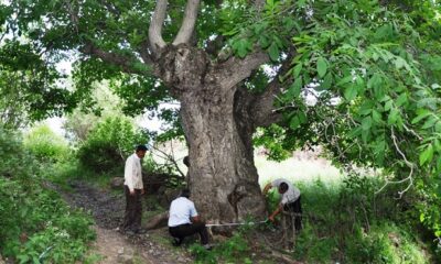 CEVİZ AĞACINDAN DÜŞEREK YARALANDI