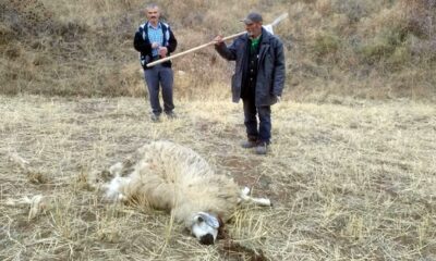 KOYUN SÜRÜSÜNE KURT SALDIRDI