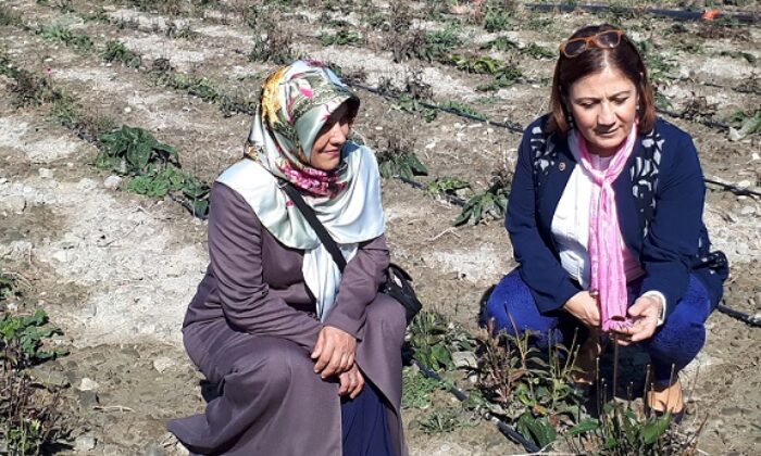 GLÜTENSİZ ÜRÜN EKİMİNE BAŞLANILACAK