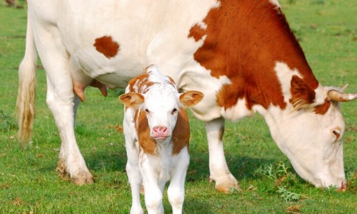 SÜT ÜRETİCİLERİNE BUZAĞI DESTEĞİ