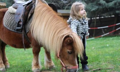 MİDİLLİ ATLAR ÇORUM’DA