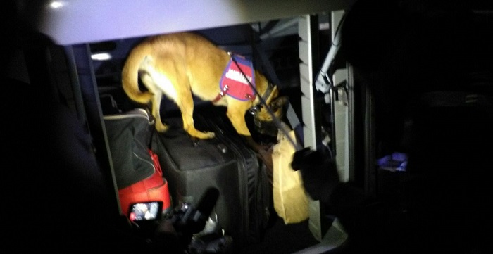 JANDARMA KÖPEKLERLE ARAMA YAPTI