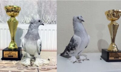 ÇORUM GÜVERCİNLERİNE ÇİFTE ÖDÜL