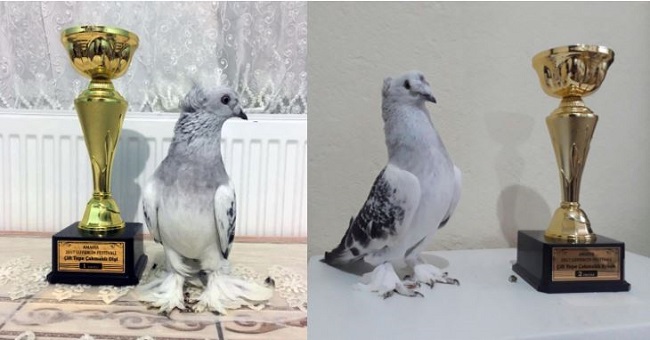 ÇORUM GÜVERCİNLERİNE ÇİFTE ÖDÜL