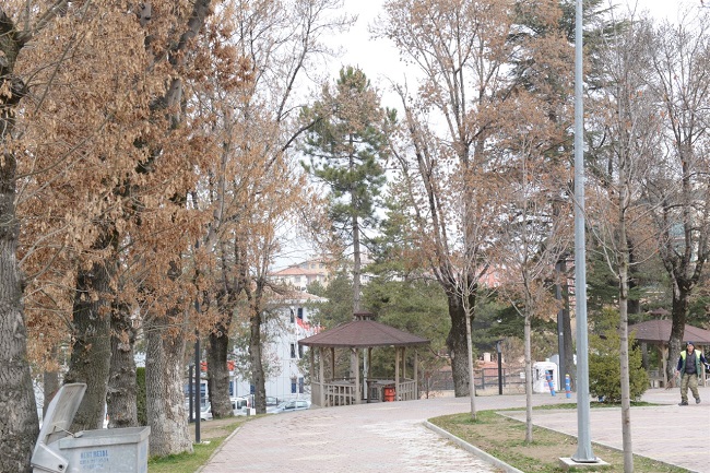 KURUYAN AĞAÇLARIN YERİNE YENİSİ DİKİLECEK