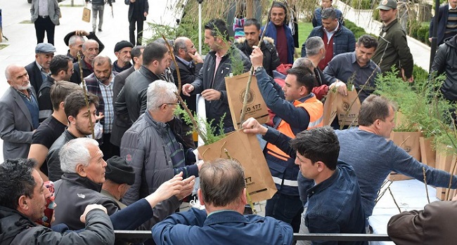 VATANDAŞA FİDAN ÜCRETSİZ DAĞITILDI