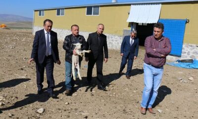 MECİTÖZÜ İLÇESİ HAYVANCILIKTA ÖNCÜ