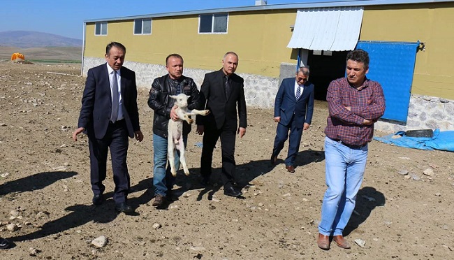 MECİTÖZÜ İLÇESİ HAYVANCILIKTA ÖNCÜ